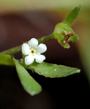 San Francisco popcorn flower