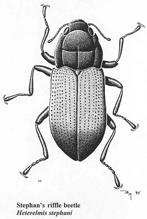 Stephan's riffle beetle