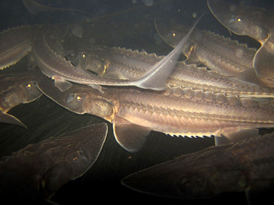 Reticulated flatwoods salamader