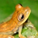 Coqui guajon
