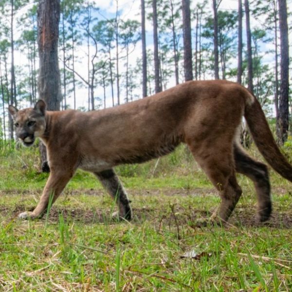 Defend the Endangered Species Act