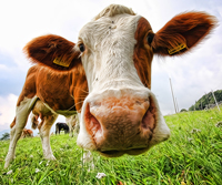 Cow