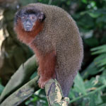 Dusky titi monkey
