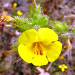 Vandenberg monkeyflower