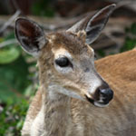 Key deer
