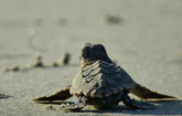 Loggerhead sea turtle hatchling