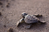 Loggerhead sea turtle hatchling