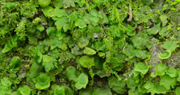 Florida bristle fern