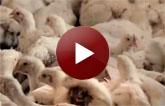 Meatstinction video