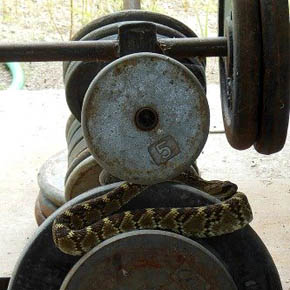 Black-tailed rattlesnake