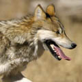 Mexican gray wolf