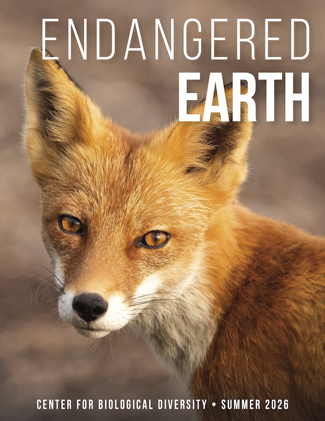 Newsletter cover, fuzzy red fox up close
