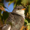Yellow-billed cuckoo