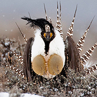Gunnison sage grouse