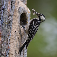 Red-cockaded woodpeckers 