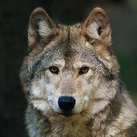 Gray wolf