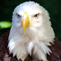 Bald eagle