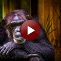 Chimpanzee