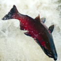 Coho salmon