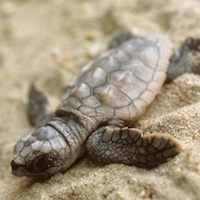 Loggerhead sea turtle hatchling