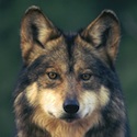 Mexican gray wolf