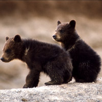 Grizzly bear cubs