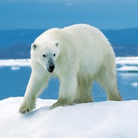 Polar bear