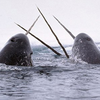 Narwhals