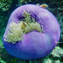 Great Barrier Reef