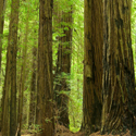 Redwood forest