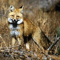 Sierra Nevada red fox
