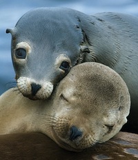 Sea lions