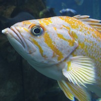 Canary rockfish