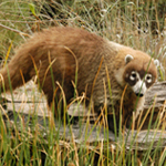 Coati