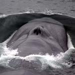 Blue whale