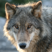 Gray wolf