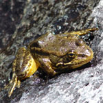 Mountain yellow-legged frog