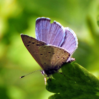 Mount Charleston blue butterfly