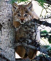 Lynx kitten