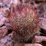 Acuña cactus