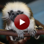 Cotton-top tamarin