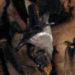 Florida bonneted bat