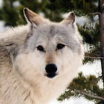 Gray wolf