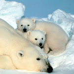 Polar bear