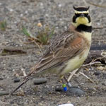 Streaked horned lark