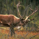 Woodland caribou