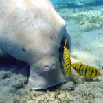 Dugong