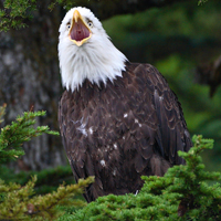 Bald eagle