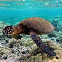 Green sea turtle