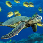 Green sea turtle